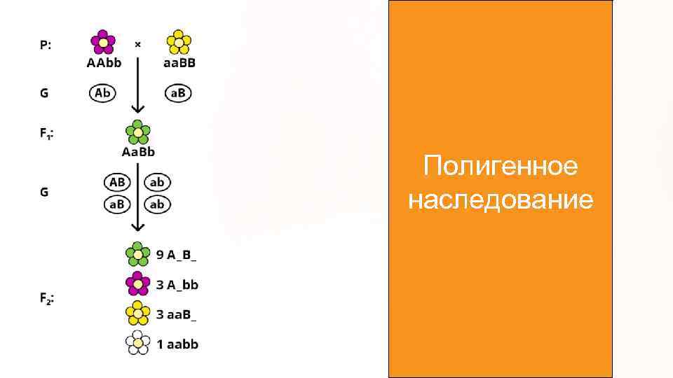 Полигенное наследование 