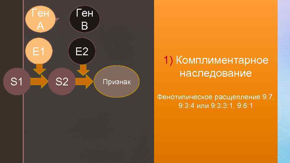 Ген А z E 1 S 1 Ген B E 2 S 2 Признак