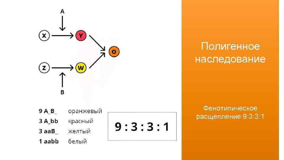 Полигенное наследование Фенотипическое расщепление 9: 3: 3: 1 