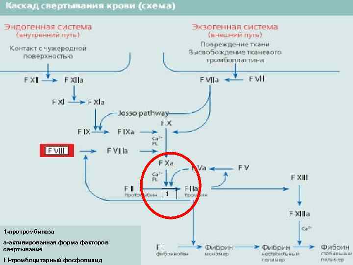 1 1 -протромбиназа а-активированная форма факторов свертывания Fl-тромбоцитарный фосфолипид 