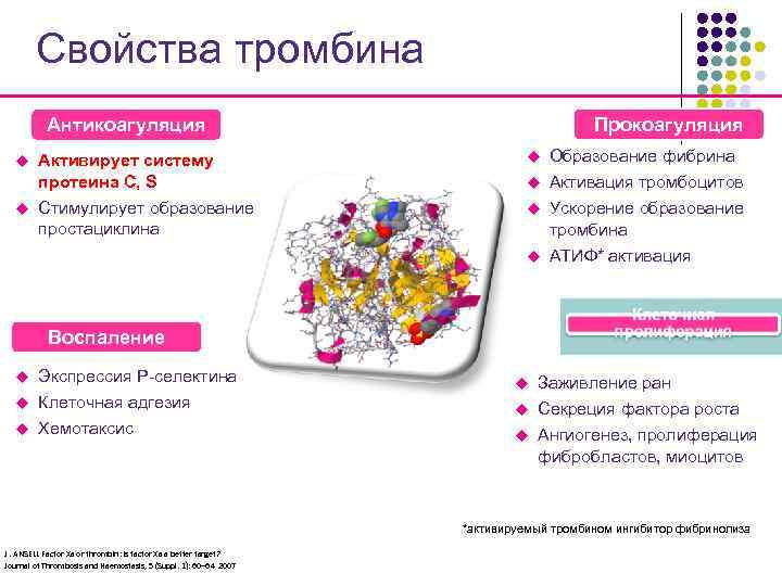 Свойства тромбина Прокоагуляция Антикоагуляция u Активирует систему протеина С, S u Стимулирует образование простациклина