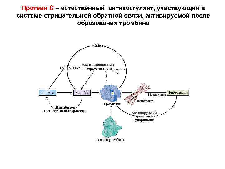 Протеин С – естественный антикоагулянт, участвующий в системе отрицательной обратной связи, активируемой после образования