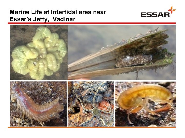 Marine Life at Intertidal area near Essar’s Jetty, Vadinar 