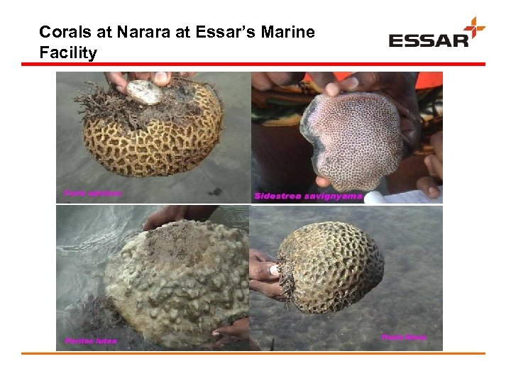 Corals at Narara at Essar’s Marine Facility 