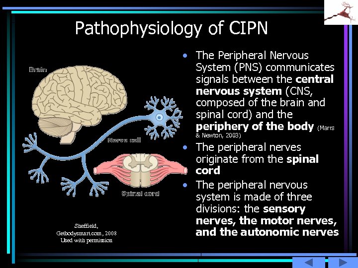 Pathophysiology of CIPN • The Peripheral Nervous System (PNS) communicates signals between the central