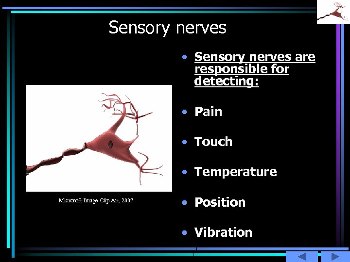 Sensory nerves • Sensory nerves are responsible for detecting: • Pain • Touch •