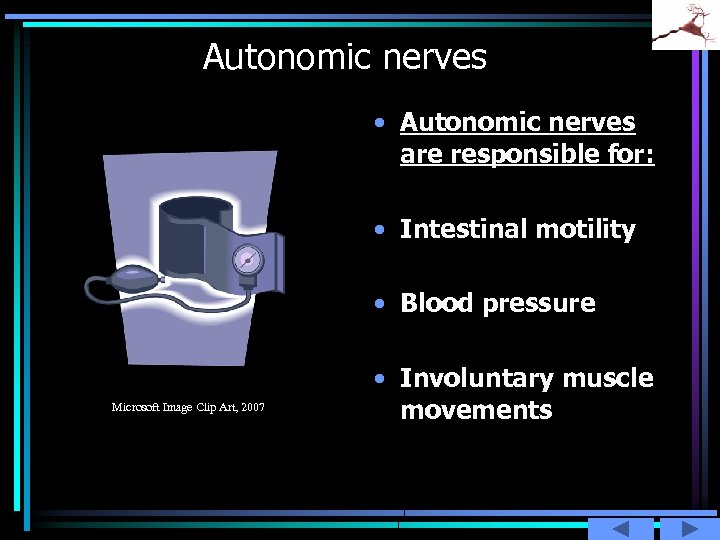 Autonomic nerves • Autonomic nerves are responsible for: • Intestinal motility • Blood pressure