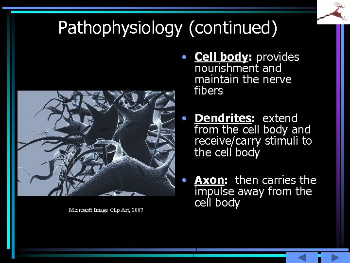 Pathophysiology (continued) • Cell body: provides nourishment and maintain the nerve fibers • Dendrites: