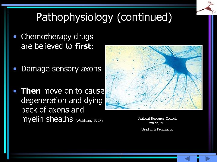 Pathophysiology (continued) • Chemotherapy drugs are believed to first: • Damage sensory axons •