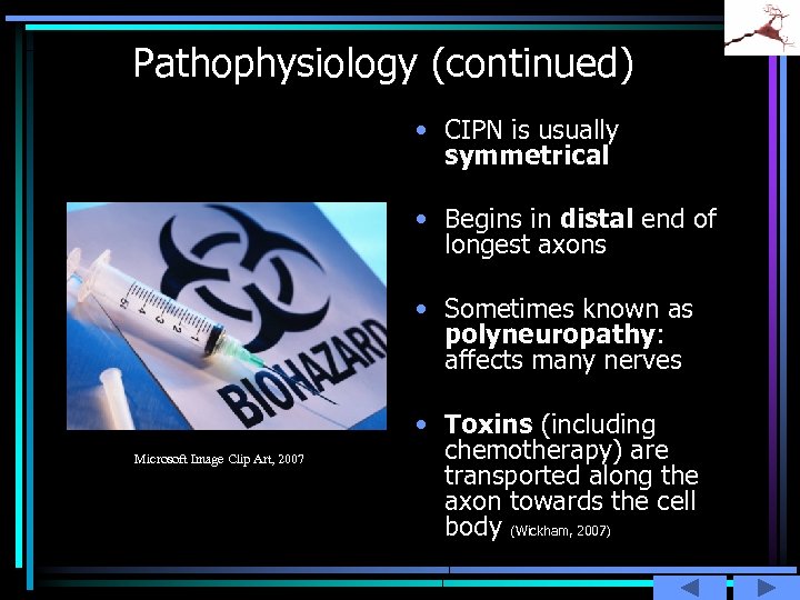 Pathophysiology (continued) • CIPN is usually symmetrical • Begins in distal end of longest
