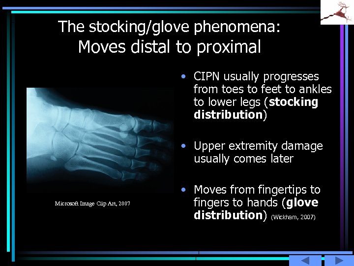 The stocking/glove phenomena: Moves distal to proximal • CIPN usually progresses from toes to