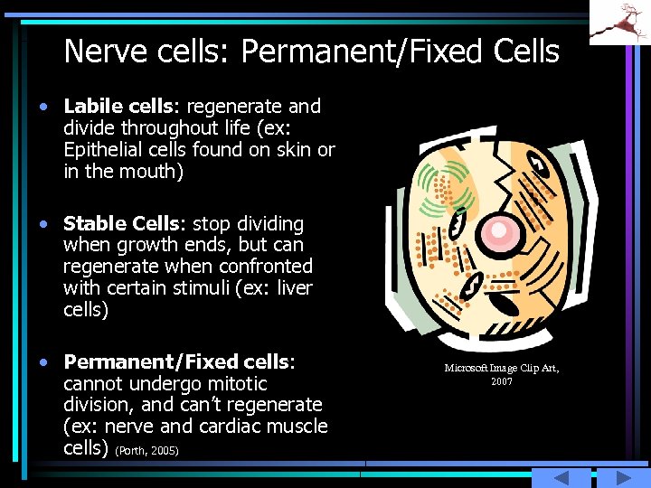Nerve cells: Permanent/Fixed Cells • Labile cells: regenerate and divide throughout life (ex: Epithelial