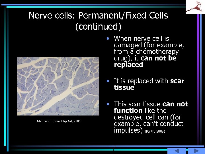 Nerve cells: Permanent/Fixed Cells (continued) • When nerve cell is damaged (for example, from