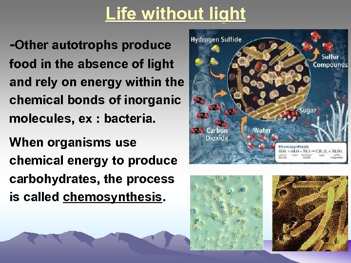 Life without light -Other autotrophs produce food in the absence of light and rely