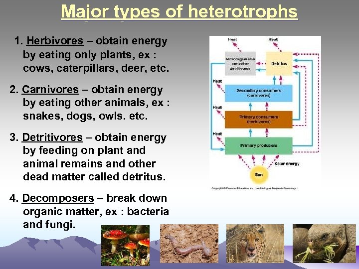 Major types of heterotrophs 1. Herbivores – obtain energy by eating only plants, ex