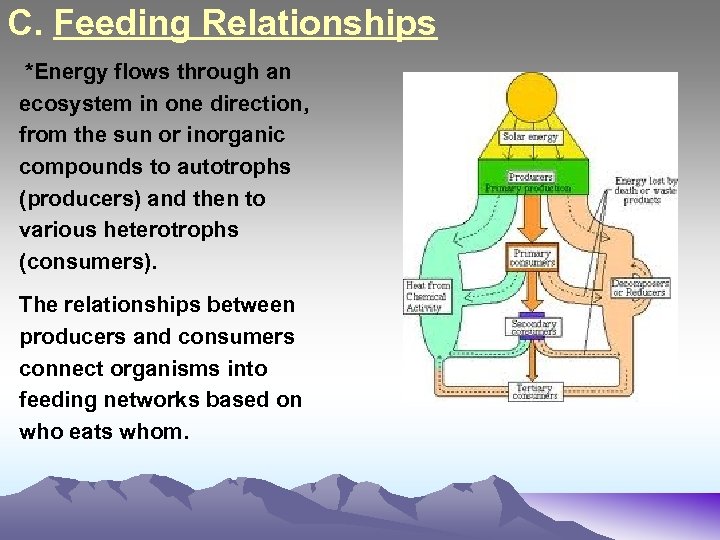 C. Feeding Relationships *Energy flows through an ecosystem in one direction, from the sun