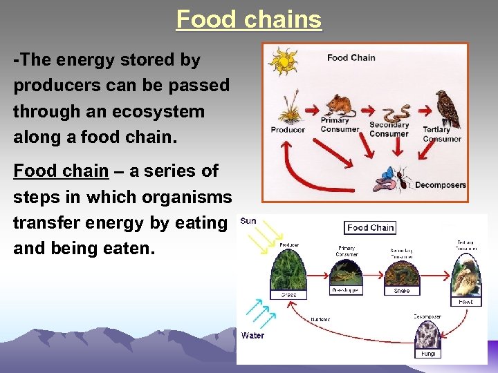 Food chains -The energy stored by producers can be passed through an ecosystem along