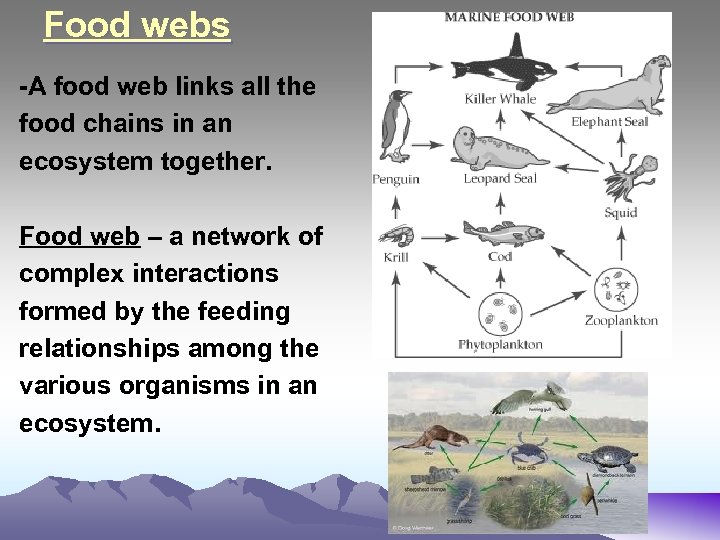 Food webs -A food web links all the food chains in an ecosystem together.