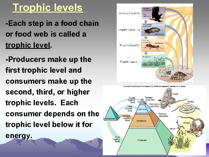 Trophic levels -Each step in a food chain or food web is called a