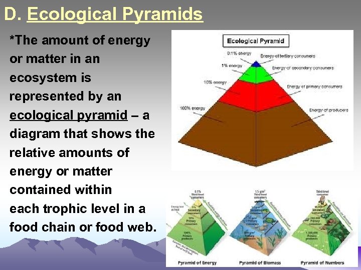 D. Ecological Pyramids *The amount of energy or matter in an ecosystem is represented