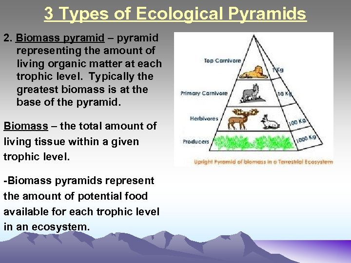 3 Types of Ecological Pyramids 2. Biomass pyramid – pyramid representing the amount of