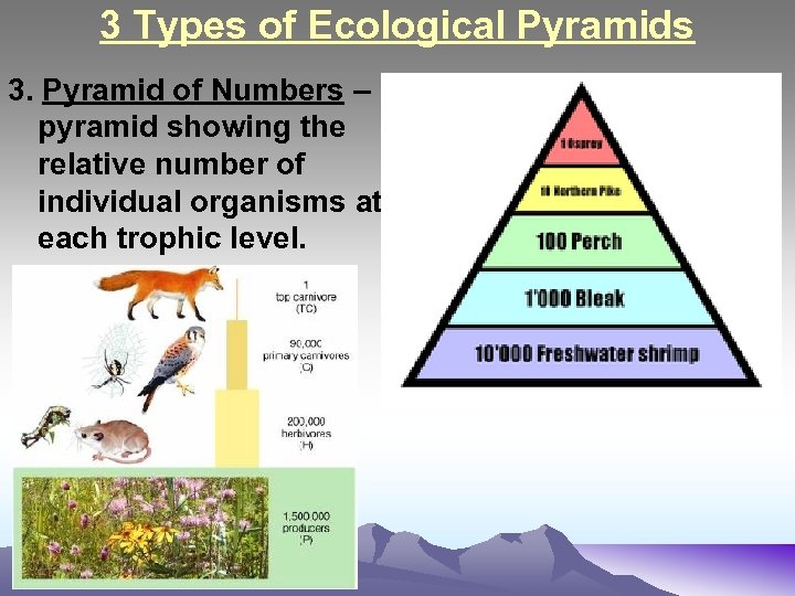 3 Types of Ecological Pyramids 3. Pyramid of Numbers – pyramid showing the relative