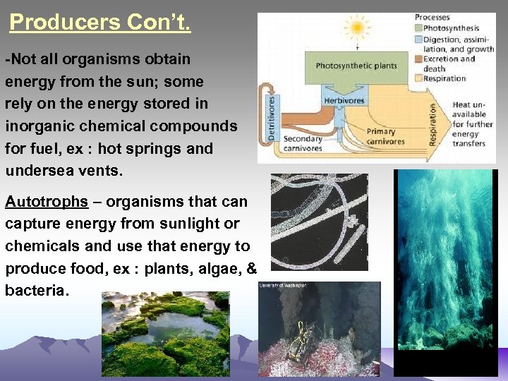 Producers Con’t. -Not all organisms obtain energy from the sun; some rely on the