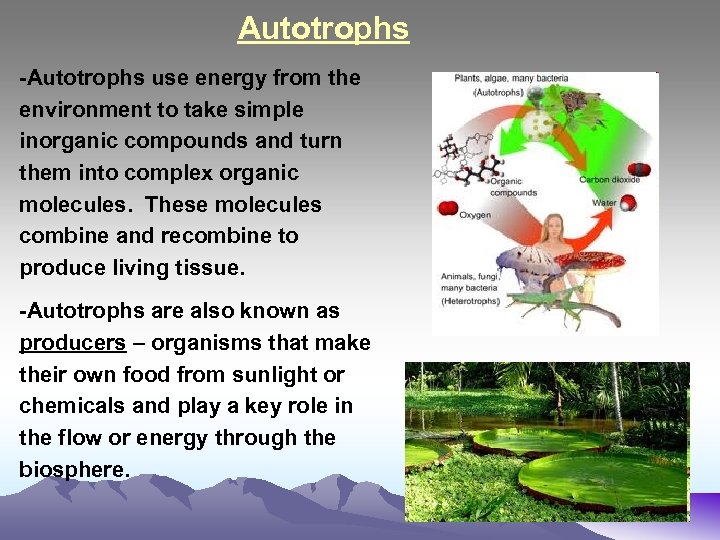 Autotrophs -Autotrophs use energy from the environment to take simple inorganic compounds and turn