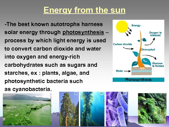 Energy from the sun -The best known autotrophs harness solar energy through photosynthesis –