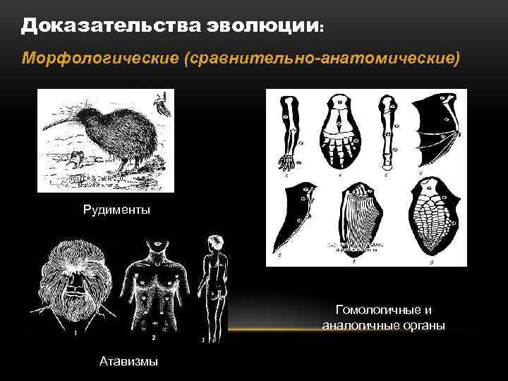 Доказательства эволюции: Морфологические (сравнительно-анатомические) Рудименты Гомологичные и аналогичные органы Атавизмы 