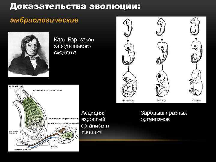 Доказательства эволюции: эмбриологические Карл Бэр: закон зародышевого сходства Асцидия: взрослый организм и личинка Зародыши