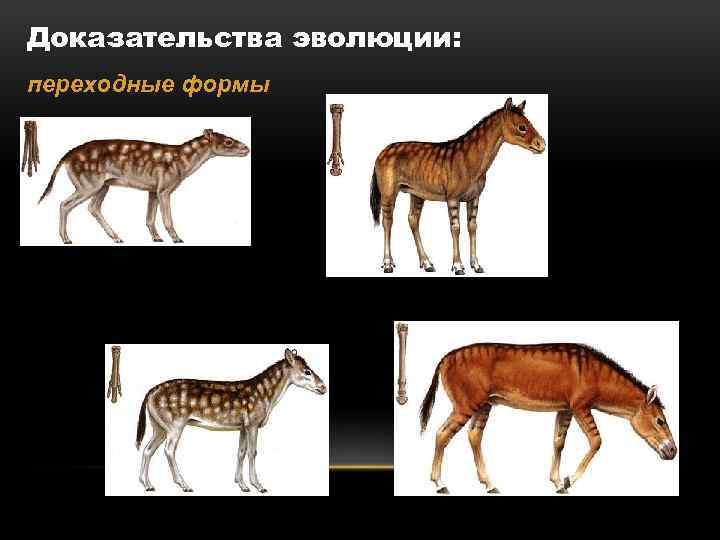 Доказательства эволюции: переходные формы 