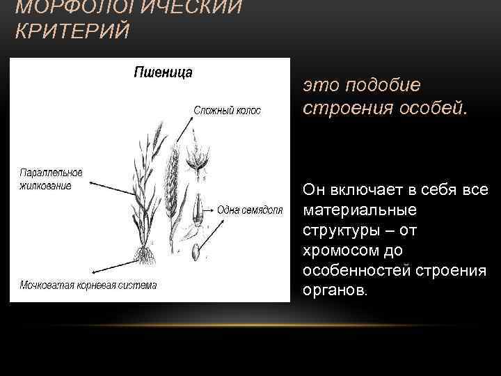 МОРФОЛОГИЧЕСКИЙ КРИТЕРИЙ это подобие строения особей. Он включает в себя все материальные структуры –