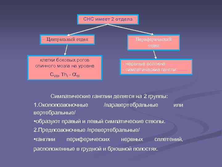 СНС имеет 2 отдела Центральный отдел Периферический отдел клетки боковых рогов спинного мозга на