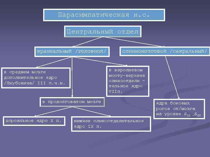Парасимпатическая н. с. Центральный отдел краниальный /головной/ спинномозговой /сакральный/ в варолиевом мосту-верхнее слюноотдели тельное