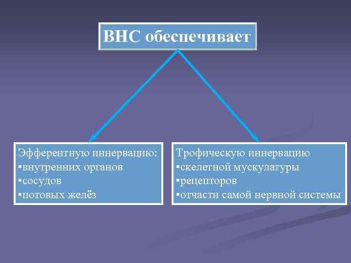 ВНС обеспечивает Эфферентную иннервацию: • внутренних органов • сосудов • потовых желёз Трофическую иннервацию