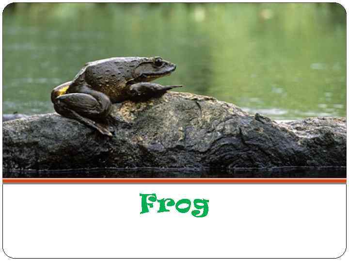 Frog 