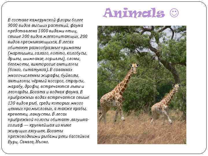 В составе камерунской флоры более 9000 видов высших растений, фауна представлена 1000 видами птиц,