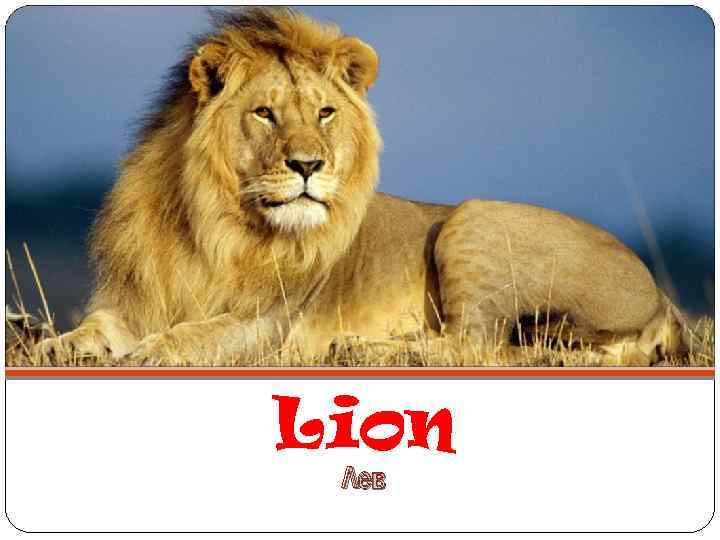 Lion Лев 