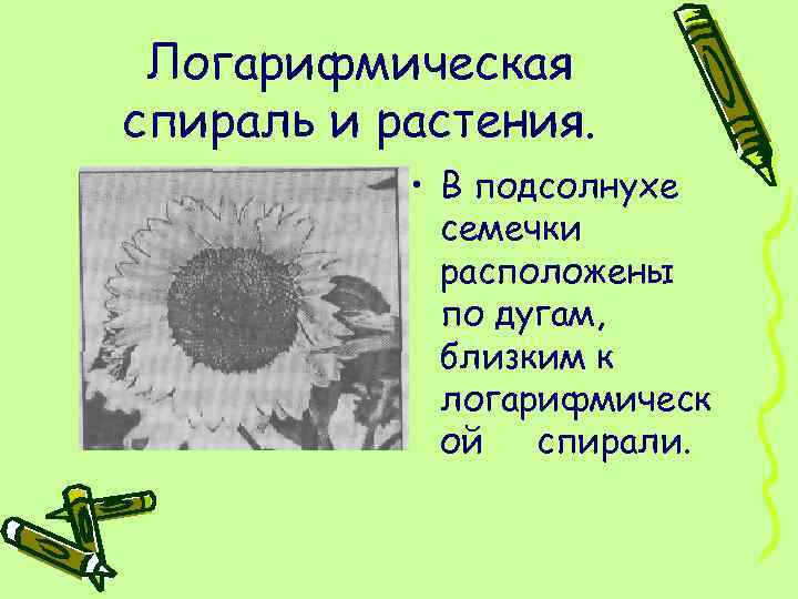 Логарифмическая спираль и растения. • В подсолнухе семечки расположены по дугам, близким к логарифмическ