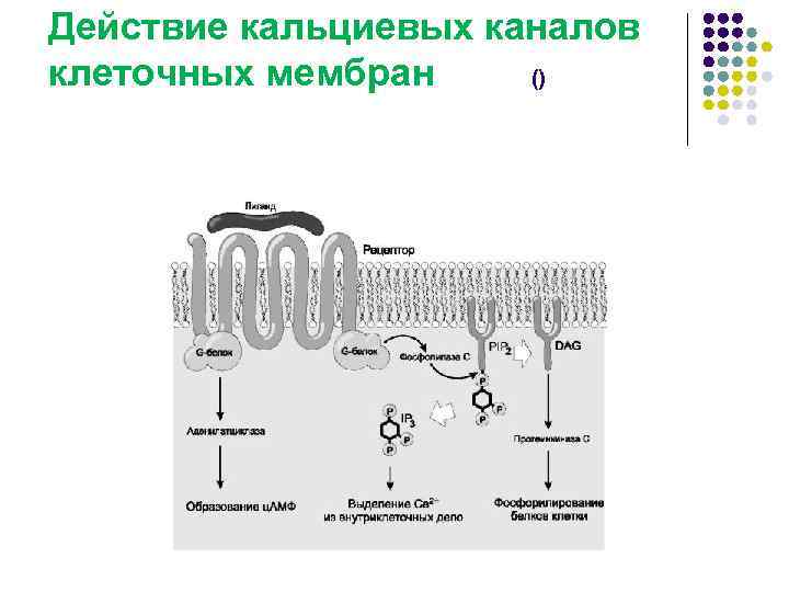 Действие кальциевых каналов клеточных мембран () 