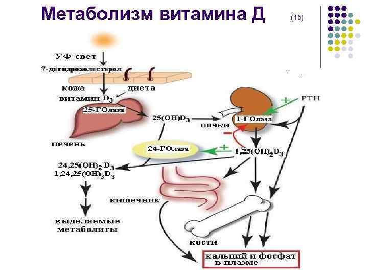  Метаболизм витамина Д (15) 