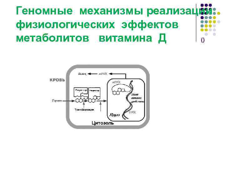 Геномные механизмы реализации физиологических эффектов метаболитов витамина Д () 