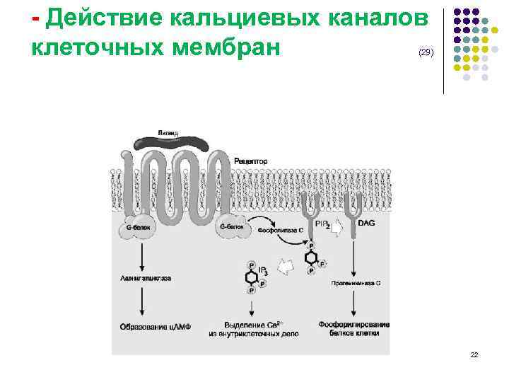 - Действие кальциевых каналов клеточных мембран (29) 22 