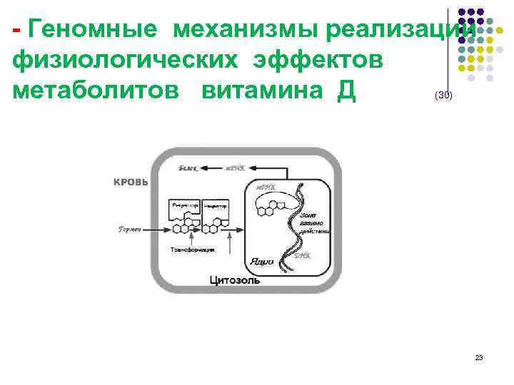 - Геномные механизмы реализации физиологических эффектов метаболитов витамина Д (30) 23 