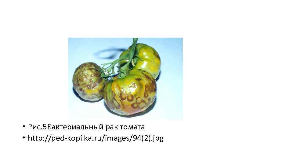  • Рис. 5 Бактериальный рак томата • http: //ped-kopilka. ru/images/94(2). jpg 