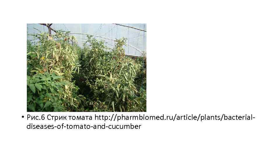  • Рис. 6 Стрик томата http: //pharmbiomed. ru/article/plants/bacterialdiseases-of-tomato-and-cucumber 