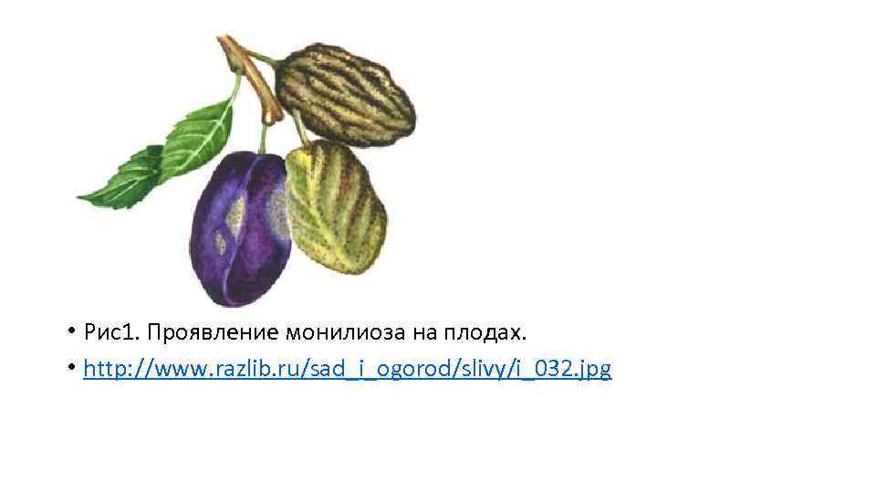  • Рис1. Проявление монилиоза на плодах. • http: //www. razlib. ru/sad_i_ogorod/slivy/i_032. jpg 