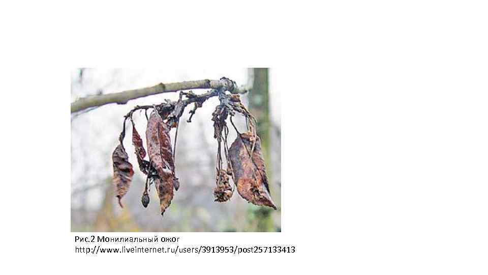 Рис. 2 Монилиальный ожог http: //www. liveinternet. ru/users/3913953/post 257133413 