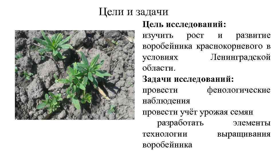 Цели и задачи Цель исследований: изучить рост и развитие воробейника краснокорневого в условиях Ленинградской